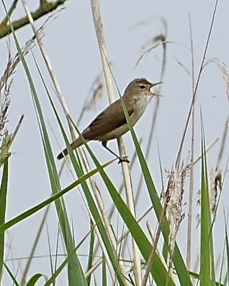 reed warbler